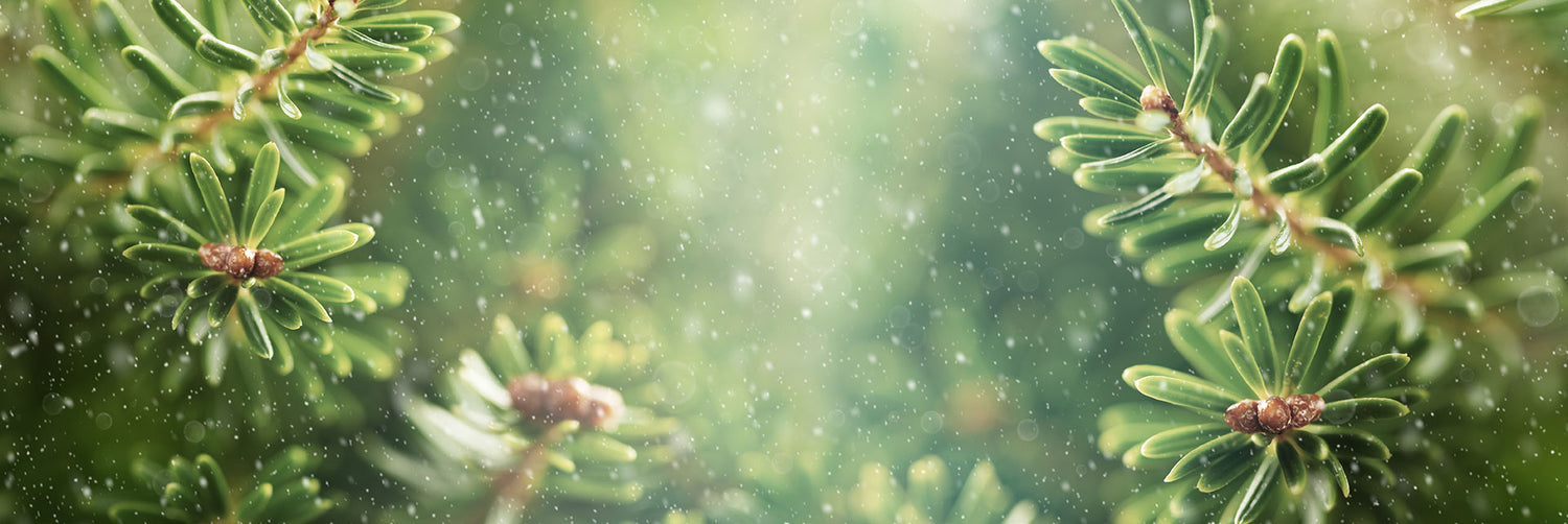 Tannenzweige mit kleinen Schneeflocken sind zu sehen